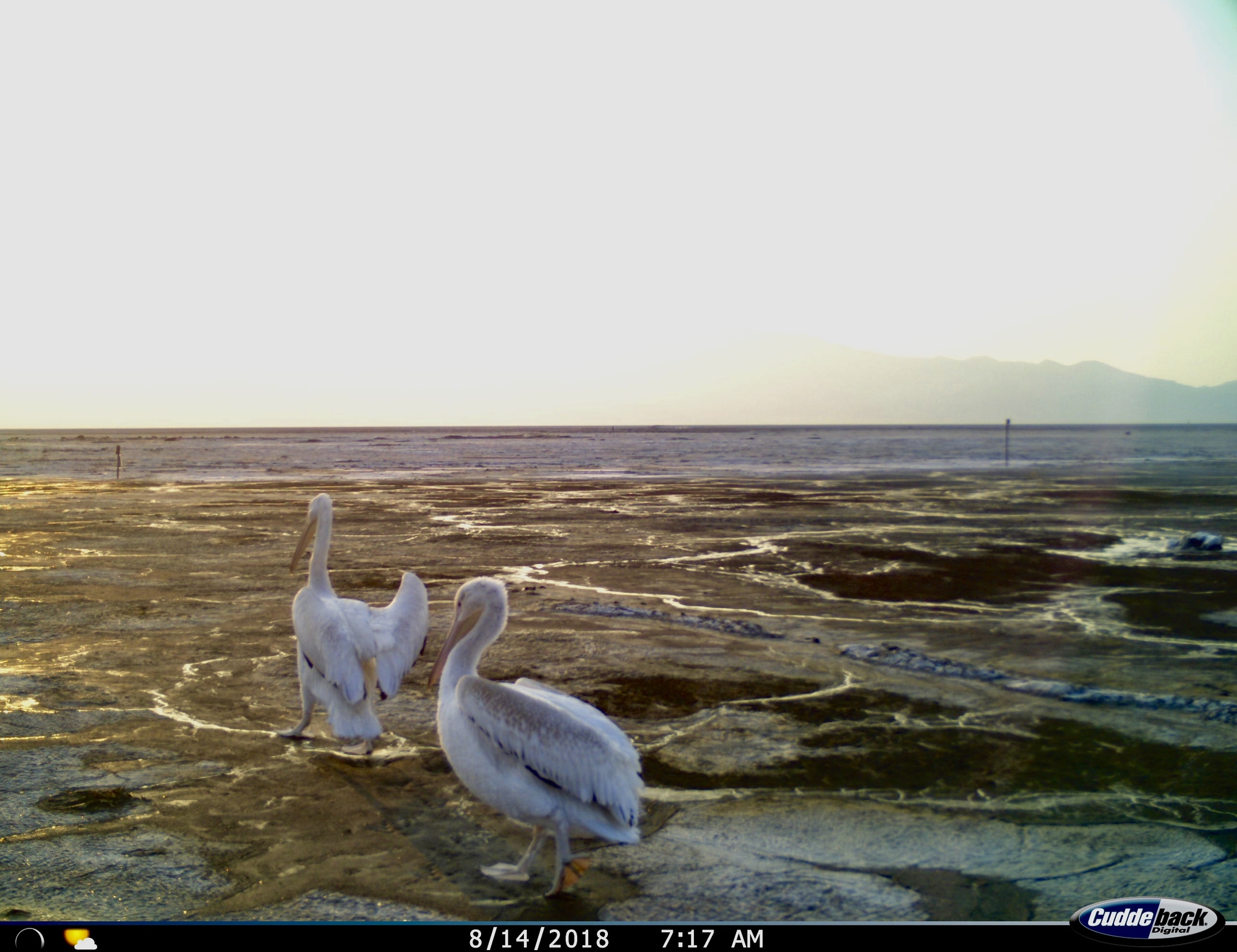 Pelicans walking across the tar seeps